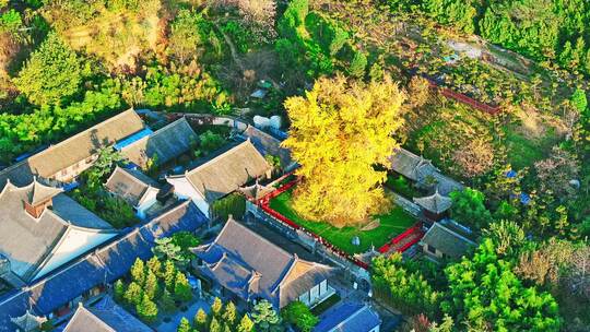 西安古观音禅寺千年银杏树