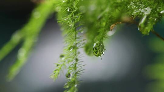 雨滴横移植物