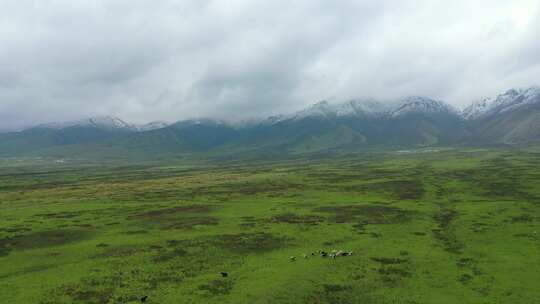 草原牧场 雪山牧场 雪山草原