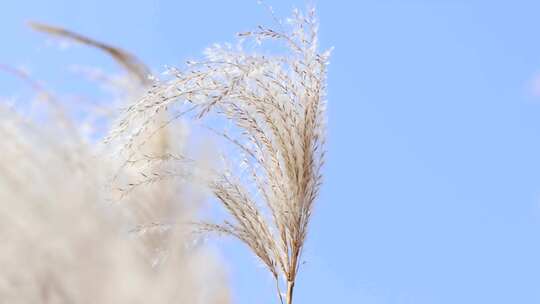 江南秋天乡村田园湖畔芦苇花