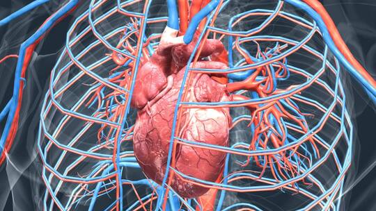 医学三维动画心脏心跳血管三维动画视频素材模板下载