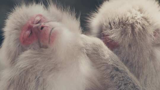雄性雪猴在哺乳时清洗雌性。日本锅下镜头的