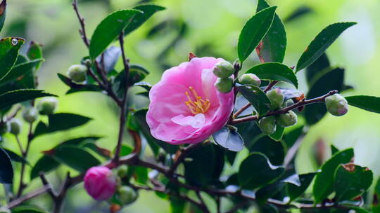 茶花茶树茶梅视频素材模板下载