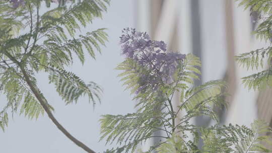 昆明蓝花楹城市