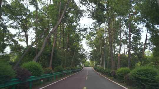 开车行驶林荫小道汽车公路道路驾驶第一视角