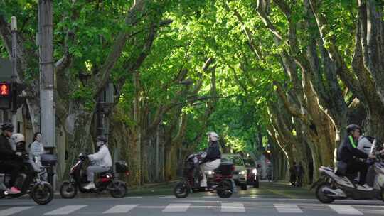 余庆路 梧桐 上海街景