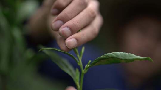 采茶叶茶山采茶叶素材