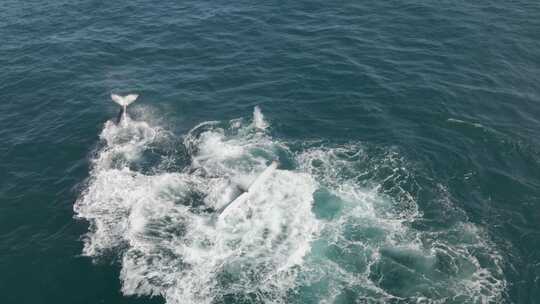 空中拍摄一只母亲和幼鲸座头鲸溅起尾巴