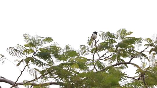 凤凰树上的小鸟视频素材模板下载