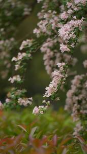 4K花草植物素材——蝟实