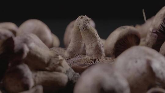 新鲜松蘑红蘑松树蘑菇LOG视频素材视频素材模板下载