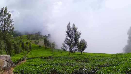 斯里兰卡的茶叶庄园