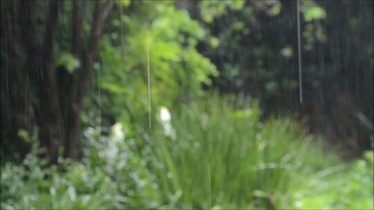 下雨天气雨滴 自然实拍视频