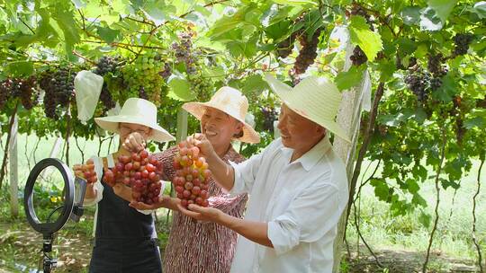 葡萄种植基地