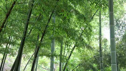 竹林竹叶禅意下雨天唯美空镜