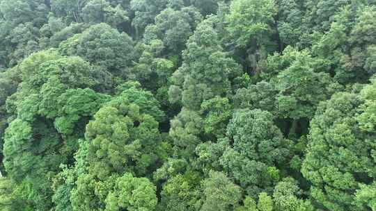 松树林俯拍树林航拍森林绿色植被山间林地