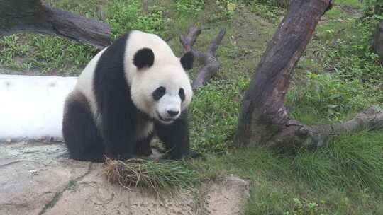 大熊猫视频素材模板下载