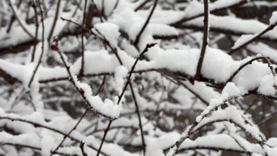 树枝上的积雪雪松落雪