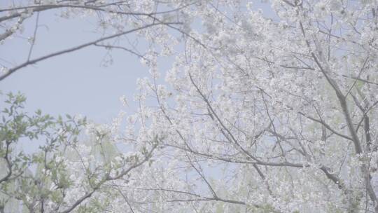 济南五龙潭 百花公园 春日素材