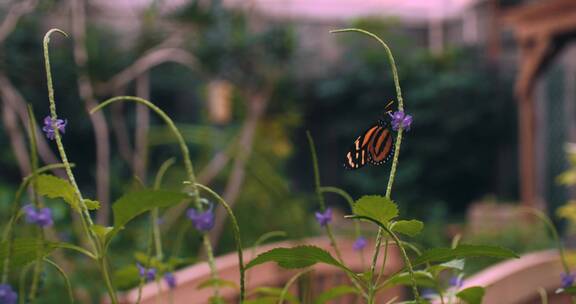 蝴蝶在植物上飞舞