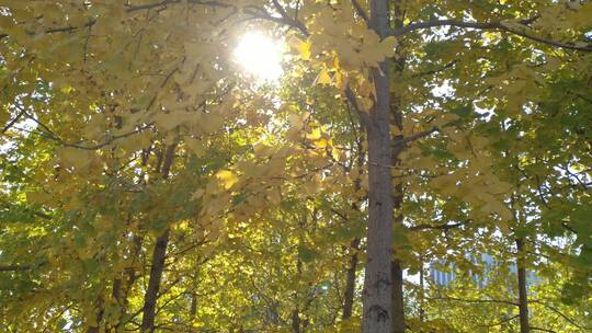 秋天里金黄森林唯美的阳光银杏树树叶