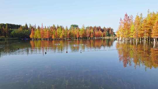 成都白鹭湾湿地公园秋季水杉红叶野鸭航拍