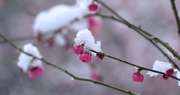 冬季下雪红梅花盛开红梅傲雪