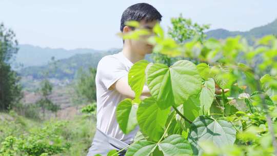 立夏时节男人上山采摘覆盆子