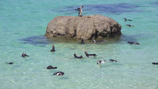 企鹅在海边游泳