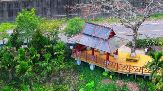 海南白沙九架岭木棉花