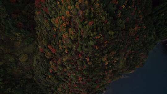 自上而下日本森林中秋天的树木，无人机慢动