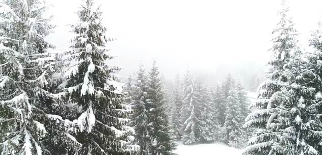 雾蒙蒙的森林里下雪