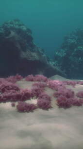 海洋或海洋水下珊瑚礁