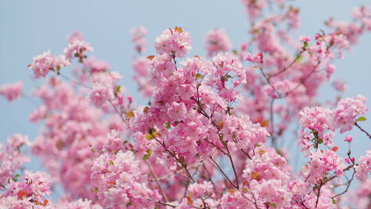 蓝天下唯美阳光的海棠花