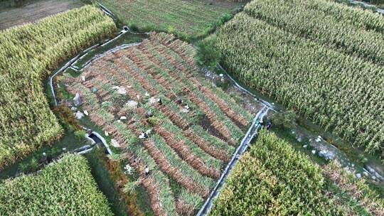 四川甘孜巴塘县农田航拍