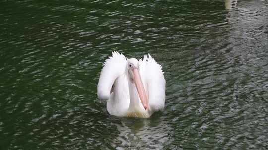 广州动物园，白醍醐欢快地在水上游泳。