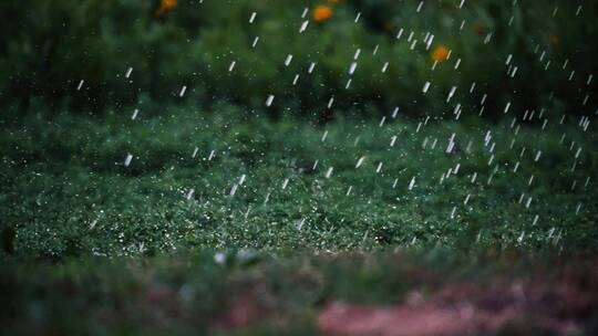 雨和草坪