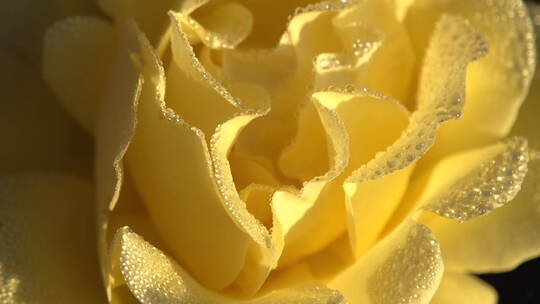 黄色玫瑰花上的露珠视频素材模板下载