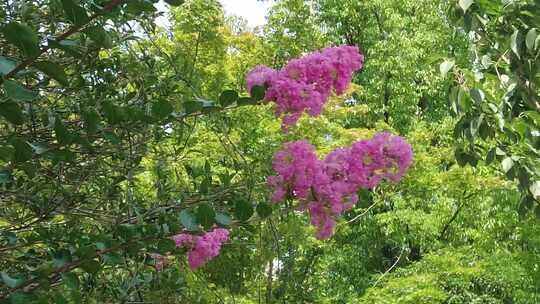 城市公园鲜花种植植物实拍