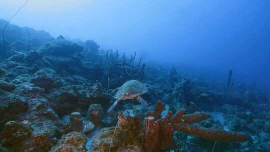 海龟，加勒比海，水，珊瑚