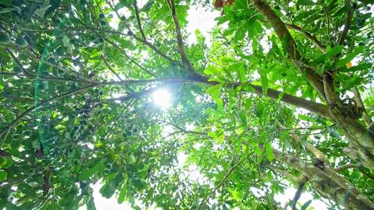 澳洲坚果 夏威夷果