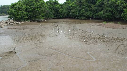 湿地滩涂航拍