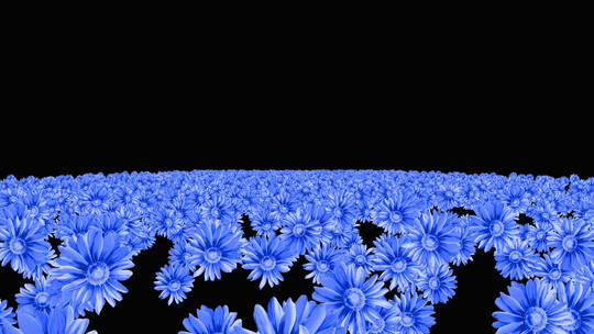 蓝色菊花粒子海冲屏幕视频
