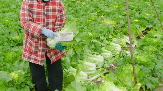 大白菜种植视频素材模板下载