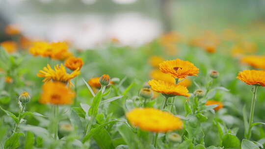 花园花朵高清花卉大自然