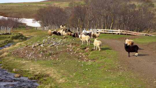 一群绵羊在冰岛农场吃草，那里有流水和春天