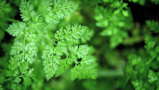 蕨类植物在微风中移动