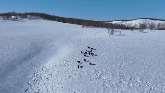 雪原牧场上的马群