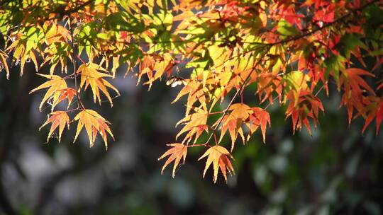 深秋曲院风荷景区内红色的枫叶
