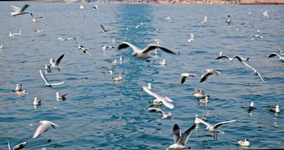 大海海面飞翔的海鸥